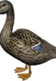 A realistic duck with detailed feathers and a blue band on its wing, showcasing its natural characteristics.