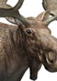 Close-up of a moose showcasing its prominent antlers and expressive eyes, highlighting its majestic features in nature.