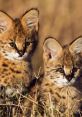 Serval Type your text to hear it in the voice of serval.