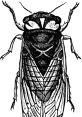 Cicada Type your text to hear it in the voice of Cicada.