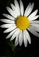 Daisy Type your text and hear it in the voice of Daisy by 101s.