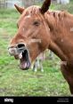 Neigh The of a panicked horse neigh reverberated through the barn, sending shivers down the spines of all who heard it. The