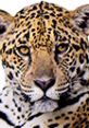 Close-up of a jaguar's face, showcasing its distinctive spotted fur and intense gaze, highlighting its natural beauty.