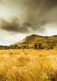 Grassland The tranquil of a skylark singing its melodious tune cut through the crisp morning air. The bird's sweet trill