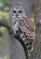 Barredowl The night was alive with the orchestral hum of peepers, their shrill chirping creating a cacophony that echoed