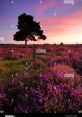 Heathland In the heath landscape of Heathland S, the of nature intertwine with general noise to create a harmonious