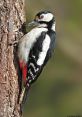 Great-Spotted-Woodpecker Great-Spotted-Woodpecker 