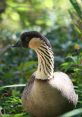 Water-Fowl The of water-fowl are truly captivating and diverse, ranging from the gentle quacking of ducks to the haunting