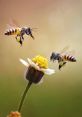 Bees-Buzzing If you ever find yourself wandering through a field on a warm summer day, you may come across a symphony of