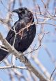 Black crow perched on a tree branch against a clear blue sky, showcasing its glossy feathers and keen gaze.