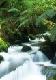 Lush green forest with a serene stream flowing over smooth rocks, perfect for a Windows 7 nature-themed festival backdrop.