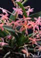 Delicate pink flowers of the vCherryBlossomx orchid against a dark background, showcasing its vibrant beauty and elegance.