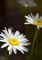 Daisy E (A Natural, Genuine, and Captivating Tone for Your Upcoming Project) Type your text to hear it in the voice of Daisy