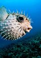 Pufferfish Pufferfish 