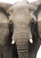 Close-up of an elephant showcasing its textured skin and large ears, highlighting the majesty of wildlife.