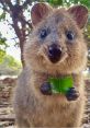 Quokka The Happiest Animal In The World Quokka - Perth Zoo. Type your text to hear it in the voice of Quokka The Happiest