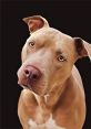 Doble Pitbull Type your text to hear it in the voice of Doble Pitbull. Doble Pitbull has carved a niche in the vibrant