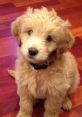 Bentley The Goldendoodle Puppy Type your text to hear it in the voice of Bentley The Goldendoodle Puppy. Bentley, the