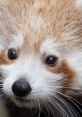 Red Pandas at Philadelphia Zoo Animals - Philadelphia Zoo. Type your text to hear it in the voice of Red Pandas at