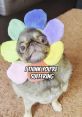 KingChilliThePug Type your text to hear it in the voice of KingChilliThePug. KingChilliThePug, an endearing internet