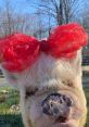 Abby The Pink Piggy Pig. Type your text to hear it in the voice of Abby The Pink Piggy