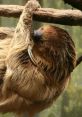 Dunkin the Two Toed Sloth Animals - Staten Island Zoo. Type your text to hear it in the voice of Dunkin the Two Toed Sloth