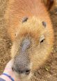 Dallas Zoo Capybara Type your text to hear it in the voice of Dallas Zoo Capybara. In the vibrant tapestry of the Dallas