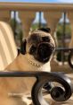 Philomena The Pug Type your text to hear it in the voice of Philomena The Pug. Philomena the Pug trots eagerly through her