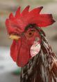 ROOSTER CONTENT CREATOR . Type your text to hear it in the voice of ROOSTER