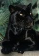 BlackJaguar-WhiteTiger Type your text to hear it in the voice of BlackJaguar-WhiteTiger. The organization