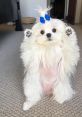 Coco The Maltese Dog Type your text to hear it in the voice of Coco The Maltese Dog. Coco, a sprightly Maltese dog, fills