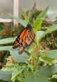 Butterfly releases at the Butterfly House: An Insect Zoo Butterfly House- Release a butterfly. Type your text to hear it