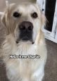 Charlie the Golden Type your text to hear it in the voice of Charlie the Golden. Charlie, a delightful Golden Retriever,