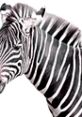 Close-up of a zebra’s head showcasing its distinctive black and white stripes against a light background.