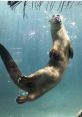 North American River Otters Animals - Staten Island Zoo. Type your text to hear it in the voice of North American River