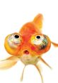 GoldFish GoldFishLive. Type your text to hear it in the voice of GoldFish