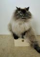 Merlin The Mad Ragdoll Cat. Type your text to hear it in the voice of Merlin The Mad Ragdoll