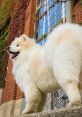 Ryder The Samoyed Dog. Type your text to hear it in the voice of Ryder The Samoyed