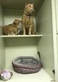 The Cattery Cat Shelter Cats. Type your text to hear it in the voice of The Cattery Cat Shelter