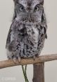 Owlfredo The Eastern Screech Owl Type your text to hear it in the voice of Owlfredo The Eastern Screech Owl. The first that