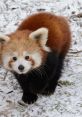 Red Pandas Animals - Franklin Park Zoo. Type your text to hear it in the voice of Red Pandas