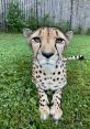 Cincinnati Zoo Cheetahs Type your text to hear it in the voice of Cincinnati Zoo Cheetahs. The Cincinnati Zoo is abuzz