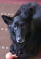 Charlie The Black Shepherd Dog. Type your text to hear it in the voice of Charlie The Black Shepherd