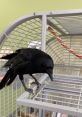 Harriet the American Crow Animals - Staten Island Zoo. Type your text to hear it in the voice of Harriet the American Crow