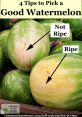 Ripe Type your text to hear it in the voice of Ripe. The subject of "Ripe" evokes a symphony of auditory experiences that