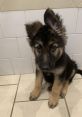 Theo the GSD Dog. Type your text to hear it in the voice of Theo the GSD