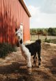 Prairie Patch Farm Llamas Earl the Llama. Type your text to hear it in the voice of Prairie Patch Farm Llamas