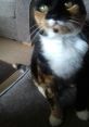 Willow The Beautiful Cat Type your text to hear it in the voice of Willow The Beautiful Cat. The gentle purring of Willow