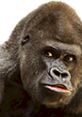 Close-up of a gorilla's face showcasing its intense expression and prominent features, highlighting this majestic species.