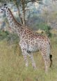 Giraffe Animals - BREC's Baton Rouge Zoo. Type your text to hear it in the voice of Giraffe